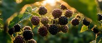 Fresh ripe blackberries growing on thorny bush branch with green leaves in warm golden sunlight, perfect for healthy eating and organic farming concepts.