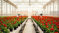 Modern greenhouse interior with rows of vibrant red flowering plants in black pots on metal benches, commercial horticulture facility for plant cultivation.
