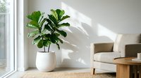 Fiddle leaf fig plant in white pot near window with natural light in modern minimalist living room interior with beige sofa and wooden coffee table.