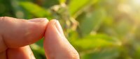 Fingers holding tiny green seedling sprout against blurred natural background, representing growth, new life, and environmental care for gardening and sustainability projects.
