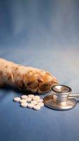 Dog paw with stethoscope and pills on blue medical background for veterinary healthcare and pet medicine concepts.