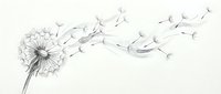 Delicate dandelion flower with seeds blowing in wind on white background. Minimalist botanical illustration for nature designs and spring concepts.