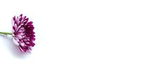 Purple chrysanthemum flower isolated on white background with copy space for text and design projects.