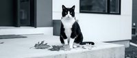 Black and white cat sitting outdoors on concrete surface near modern building. Domestic feline pet portrait for animal, pet care, and lifestyle content.