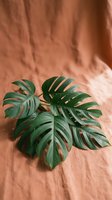 Monstera deliciosa leaves with natural splits and fenestrations displayed on terracotta fabric background, suitable for botanical, home decor, and plant-themed design projects.