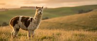 Llama standing in rolling grassland with golden fields and distant hills under warm sunset light, suitable for wildlife and nature stock photography.