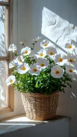White cosmos flowers in wicker basket on windowsill with natural sunlight casting shadows on wall, creating serene morning atmosphere for home decor.