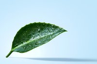 Fresh green leaf with water droplets on light blue background, minimalist nature composition showing morning dew, freshness and purity concept.
