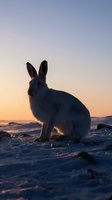 White arctic hare silhouette sitting on snowy landscape during golden hour sunset with purple pink sky background creating peaceful winter wildlife scene.