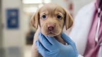 Adorable light brown puppy with blue eyes held by veterinarian in blue gloves during medical examination at animal clinic.