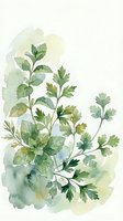 Watercolor herbs and leafy greens with soft green washes on white background for culinary and botanical designs.