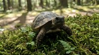 Wild tortoise walking through green moss and vegetation in natural forest habitat with dappled sunlight filtering through trees in background.