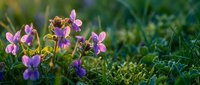 Purple wild violets blooming in spring meadow grass with soft natural lighting for botanical and nature photography projects.