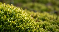 Fresh green moss carpet with soft natural lighting creating peaceful garden atmosphere for wellness and nature themes.