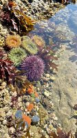 Colorful tide pool ecosystem with sea anemones, purple sea urchins, kelp and marine life in shallow coastal waters during low tide exploration.