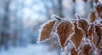 Frost-covered brown leaves hanging on branch in winter morning light with soft blurred snowy background creating peaceful seasonal nature scene.