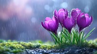 Vibrant purple crocus flowers blooming in spring rain with water droplets on petals, against blurred bokeh background for seasonal nature photography.