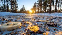 Dramatic winter sunset through pine forest with sunburst and melting ice crystals on ground, golden light reflecting off frozen puddles in snowy landscape.