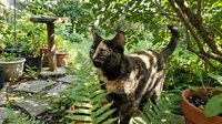 Tortoiseshell cat standing alert among lush green ferns and garden plants, exploring outdoor backyard nature setting on a bright summer day.