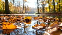 Fallen autumn maple leaves floating on water surface with sunlit forest reflection. Golden foliage creates natural pattern with bokeh light effects in woodland setting.
