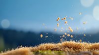 Macro shot of golden moss spores dispersing in sunlight against blurred blue sky background, creating magical natural moment with bokeh effect.
