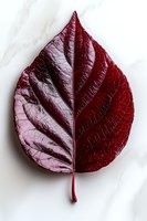 Deep burgundy autumn leaf with prominent veins isolated on white marble background, showcasing natural texture and seasonal change.