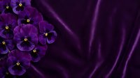 Purple pansy flowers arranged on luxurious violet velvet fabric creating elegant floral composition for greeting cards and romantic designs.