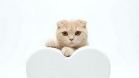 Cute Scottish Fold kitten with cream fur peeks over a white heart shape on a light background, perfect for pet care and Valentine themes.