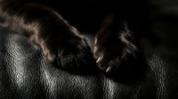 Close-up of animal paws on textured surface, showcasing fur detail and texture for wildlife and nature content.