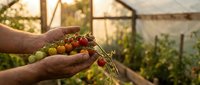 Farmer hands holding fresh ripe cherry tomatoes on vine in greenhouse during golden hour sunset. Organic homegrown vegetables harvest in sustainable agriculture.
