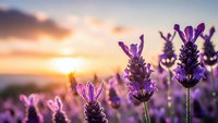 Purple lavender flowers blooming in field during golden sunset with warm light and soft focus background for aromatherapy and wellness designs.