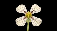 Delicate cream-colored flower with four petals and yellow center, isolated on transparent background. Ready for t-shirt designs, clipart, stickers, sublimation, and print-on-demand projects.