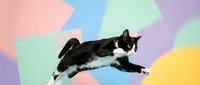 Black and white kitten jumping playfully against colorful pastel geometric background for pet care advertising and social media content.