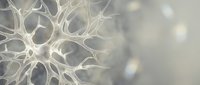 Delicate white neural network structure with branching pathways and glowing nodes on soft blurred background, suitable for science and technology concepts.