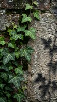 Green ivy climbing on weathered stone wall with moss and lichen creating natural texture for garden landscaping and botanical design projects.