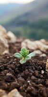 Young succulent plant emerging from rich soil against blurred mountain landscape background, symbolizing growth, resilience and new beginnings.