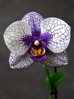 Exotic orchid flower with white petals featuring purple veining pattern and vibrant orange-yellow center against dark background.