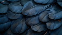 Dark blue feathers in overlapping layers create natural abstract pattern with subtle light reflections and delicate texture, moody atmospheric background.