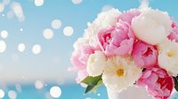 Fresh pink and white peonies bouquet against blue bokeh background with soft glowing lights, romantic floral arrangement for wedding and celebration designs.
