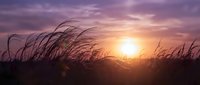 Tall grass silhouettes swaying in gentle breeze against dramatic sunset sky with purple and orange clouds creating peaceful natural landscape scene.