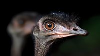 Close up portrait of emu bird head showing detailed brown eye and beak against dark background, dramatic lighting highlights feathers and facial features.