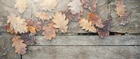 Autumn oak leaves scattered on weathered wooden planks creating rustic fall seasonal background for harvest decorations and natural design projects.