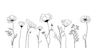 Delicate line drawing of wildflowers and poppies with slender stems and open blooms, perfect for botanical wall art or stationery design.