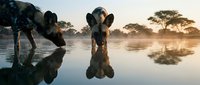 Two elephants drinking water at sunset with golden light reflecting on calm lake surface creating mirror reflections in African savanna landscape.