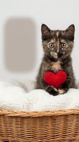 Adorable tortoiseshell kitten with red knitted heart sitting in wicker basket on white blanket, Valentine's Day pet portrait for greeting cards and gifts.