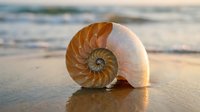 Nautilus shell on sandy beach at sunset with ocean waves in background. Natural spiral pattern fossil specimen on seashore during golden hour lighting.