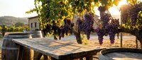 Rustic wooden table with wine barrels under grape vines at sunset in vineyard. Warm golden light creates romantic atmosphere for wine tasting and harvest celebration.