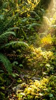 Lush tropical forest floor with ferns, moss-covered rocks, and dappled sunlight filtering through dense canopy vegetation, ideal for nature and environmental design projects.