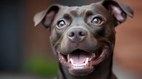 Smiling brown pit bull type dog with bright blue eyes and floppy ears against blurred background shows happy, friendly expression in close-up portrait.