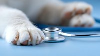 Close-up of white cat paw next to medical stethoscope on blue background, veterinary medicine concept for animal healthcare and pet clinic services.
